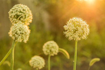 Blooming chives in the rays of the setting sun