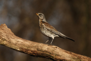 Fieldfare - thrushes