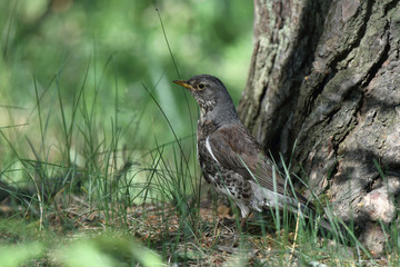 Fieldfare - thrushes