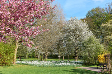 Fototapeta na wymiar Blühender Frühlingstraum in weiß und rosa im Park