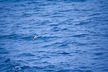 Fototapeta premium Sea Birds landing in the Ocean