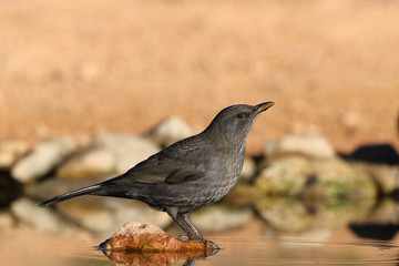 Common black bird