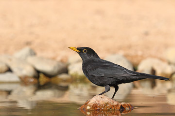 Common black bird