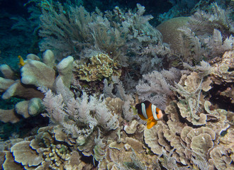 Plakat Anemone fish over a coral reef