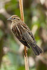 Female Red Wing Black Bird