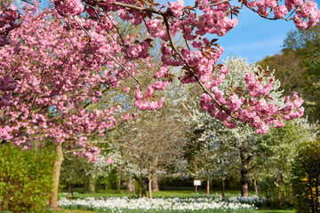 Frühling im Park - blühende Kirschbäume