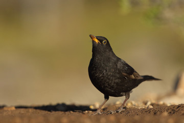 Common black bird