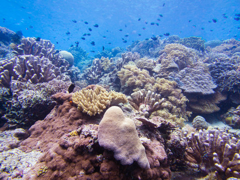 Fototapeta Beautiful coral reef at Bunaken