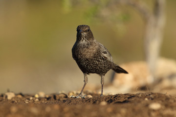Ring ouzel