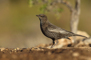 Ring ouzel