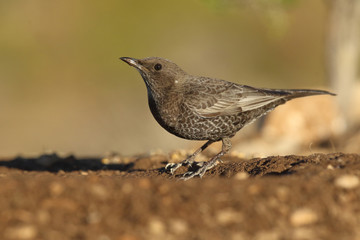Ring ouzel