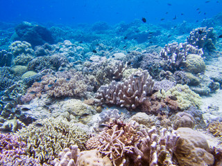 Naklejka na ściany i meble Beautiful coral reef at Bunaken