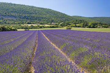 Fototapeta na wymiar Rows of purple lavender and green hills background in Provence, France