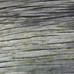 Surface of wood that is eroding from time and natural environmen