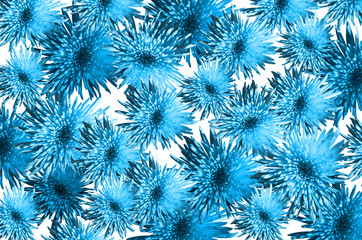 Floral pattern from asters, chrysanthemums in blue color, trend of the year (Hawaiian Surf 18-4538) on a white  background. Artistic collage and effect overlay.