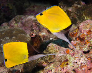 Couple of Butterflyfish
