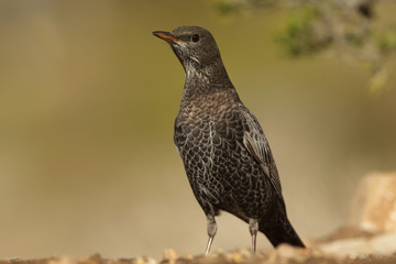 Ring ouzel