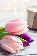 Fototapeta na wymiar Colorful tulip flower, lights