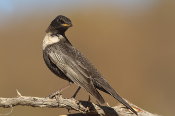 Ring ouzel