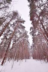 Beautiful coniferous forest with pine trees in winter with snow in January