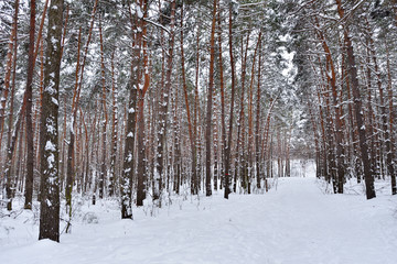 Beautiful coniferous forest with pine trees in winter with snow in January