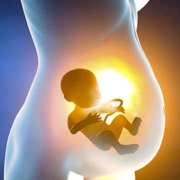 Donna incinta e bambino nell&rsquo;utero. Sezione della pancia e crescita del feto