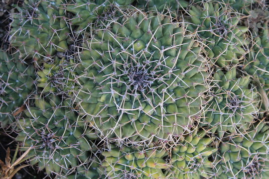 pianta grassa