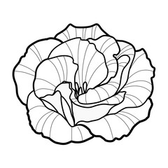 Peony flower graphic. Line vector spring logo. Tatoo art black white isolated illustration.