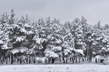 Beautiful coniferous forest in winter with snow in January