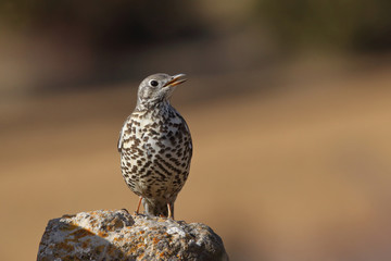 Mistle thrush