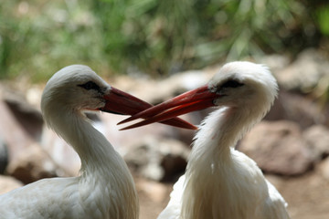TIERE_3864_Weissstorch