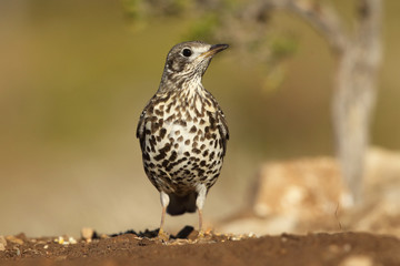 Mistle thrush