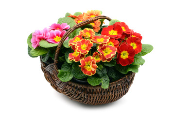 Fototapeta na wymiar Basket with four primula flowers in red orange pink on white isolated background