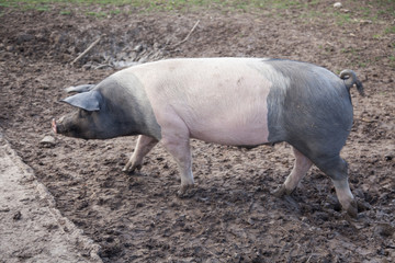 Freiland Schweine auf dem Bauernhof
