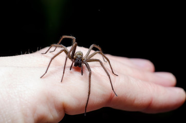 Big scary spider on hand