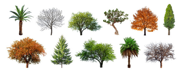 Fototapeta premium Zestaw zielonych drzew na białym tle. Różne rodzaje zbierania drzew