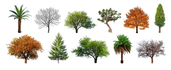 Poster Set of green trees isolated on white background. Different kinds of tree collection © Ivan Kmit