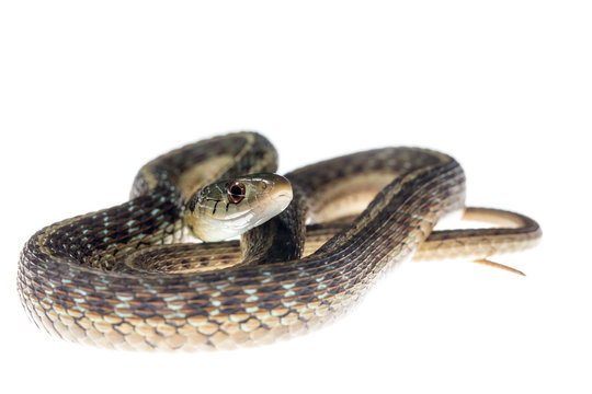 Female garter snake on white background