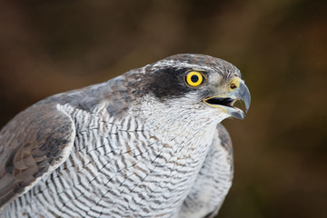 Northern goshawk (Accipiter gentilis) closeup isolated on dark background