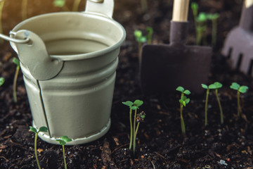 The first leaves of green plants who rise in the fertile land. Concept of gardening and plant care