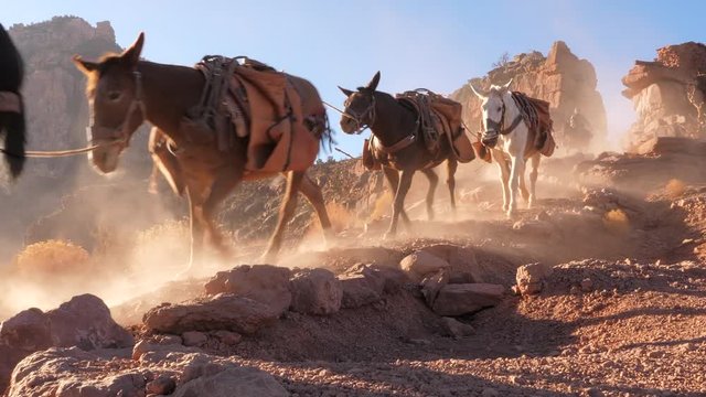 Convoy Of Mules In Slow Motion