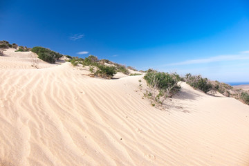 Green shrub plant in the sandy desert