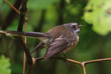 Fantail