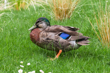 Wild male duck