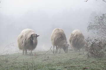 pecore tra la nebbia