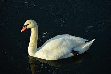 Swan in the lake