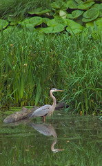 Great Blue Heron