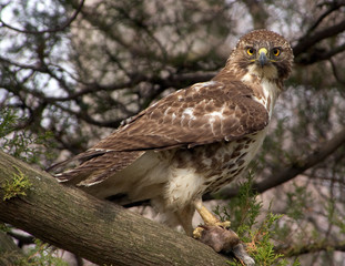 Immature Red-Tailed Hawk