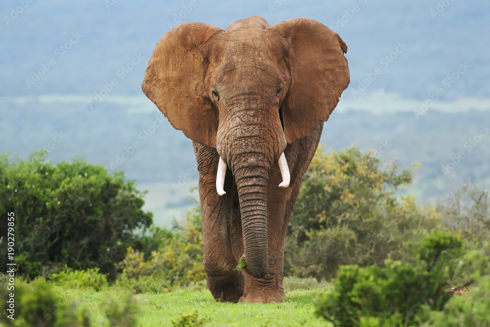 Wall mural african elephant, loxodonta africana, south africa