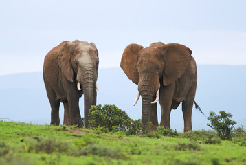 African Elephant, Loxodonta africana, South Africa